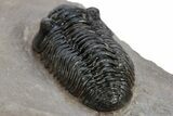 Very Nice Acastoides Trilobite - Foum Zguid, Morocco #222454-3